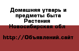 Домашняя утварь и предметы быта Растения. Новосибирская обл.